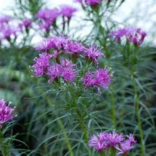 Image result for Vernonia nepetifolia
