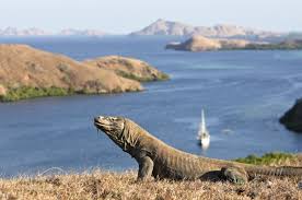 Apakah taman buaya buka : Ingin Ke Taman Nasional Komodo Pemerintah Buka Registrasi Online Traveling Bisnis Com