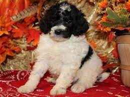 Poodles originated in germany as faithful duck retrievers for hunters. Guppy Miniature Poodle For Sale