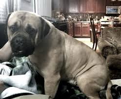 For sale are family breed italiano cane corso mastiff puppies, they are four weeks old. Litter Of 5 Bullmastiff Puppies For Sale In Garner Nc Adn 62166 On Puppyfinder Com Gender Male S Bullmastiff Puppies For Sale Bull Mastiff Puppies For Sale