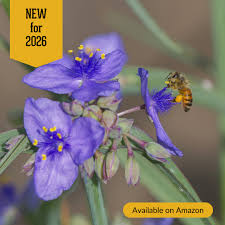 Image result for Tephrosia faulknerae