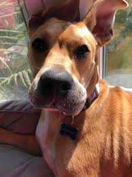 We did not find results for: My Dog Ate A Bee Pics