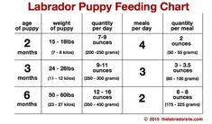 25 Methodical Puppies Diet Chart