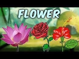 Learn English Flower Names With Pictures Characteristics Of Different Flowers Educational Videos
