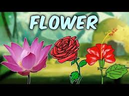 learn english flower names with pictures characteristics of different flowers educational videos