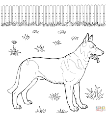 The fullgrown mini goldendoodles can grow up to 20 inches, which is 51 centimetres and weigh up to 50 pounds, which is 22 kilograms. German Shepherd Dog Coloring Pages Coloring Home