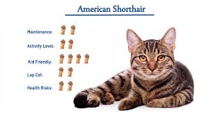 The first american shorthair to be registered in this country was an orange tabby male named belle that ironically was. The American Shorthair Cat Breed American Shorthair American Shorthair Cat Cats