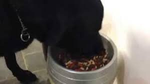 Invejoso dirão que é montagem. Tufao Experimentas Racao Youtube