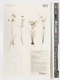 Image result for Pycreus pumilus