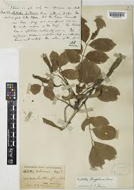 Image result for Millettia xylocarpa