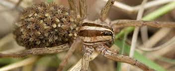 Wolf spiders typically do not bite unless threatened or provoked. Wolf Spiders Missouri Department Of Conservation