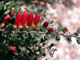 Dreamstime is the world`s largest stock photography community. Plant Of The Month Eremophila Water Use It Wisely