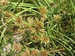 Image result for Pycreus polystachyos