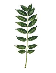 Image result for Meliaceae