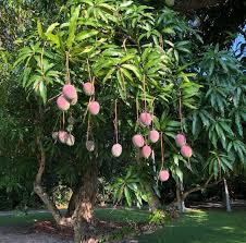 Image result for Mangifera indica