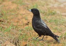 Black Lark Melanocorypha Yeltoniensis Male In Spring Plumage Locality Kostanay Province Kazakhstan Burung