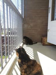 Balcony For Pets Panosundaki Pin