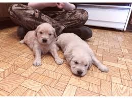 Check spelling or type a new query. Honest Golden Retriever Puppies Avail For Sale Animals Houston Texas Announcement 98901