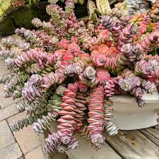 Image result for Crassula maputensis
