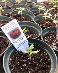 I recommend fertilizing your tomato seedlings with 1/2 strength liquid fertilizer. Don T Fertilize Seedlings Right Away And Start Slowly Brigantine Pressofatlanticcity Com