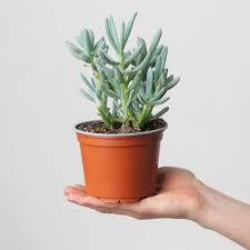 Image result for Kleinia sp.no.1