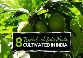 Small tree, requires tropical conditions. 8 Tropical And Exotic Fruits Cultivated In India By Paradise Holidays Medium