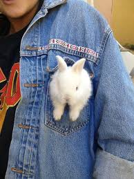 Pin By Valentine On Cool Things Cute Baby Animals Cute Baby Bunnies Cute Animals