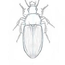 Beetle Legs 2 Bug Art Insect Art Projects Insect Art