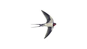Your browser does not support this audio feature. Swallow Bird Facts Hirundo Rustica The Rspb
