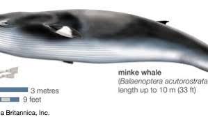 Can you share basic rorqual fit? Rorqual Mammal Britannica