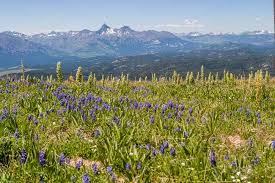The truth is that all plants that grow in such an ecosystem. Beartooth Highway Drive Wyoming Trans Americas Journey