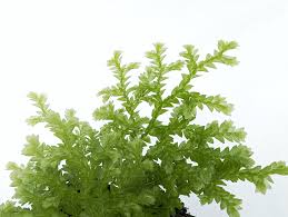 Image result for Spragueanella