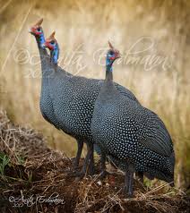 338 guinea hen stock video clips in 4k and hd for creative projects. Pin On Animals