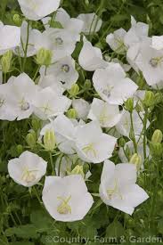 Campanula Carpatica Alba A White Flowered Form Of The Tussock Bellflower A Normally Mauve Blue Flowered Mound Forming Perennial Native To The Carpathian Tuin