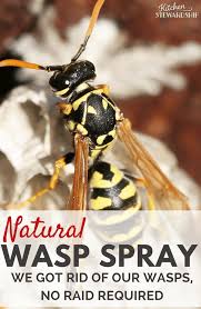 How to get rid of a wasp nest in a hole in the ground. Pin On Outside Garden Solutions