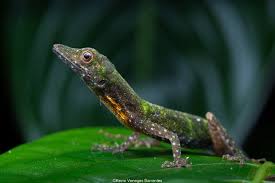 Image result for Anolis gemmosus