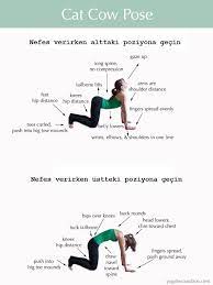 yoga kedi kopek pozisyonu cat cow yoga pose cat cow pose cow pose