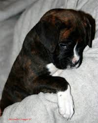 Adorable boxer puppy growing up on camera. 2007 Akc Boxer Puppies For Sale