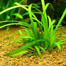 Image result for Floscopa sp.no.1