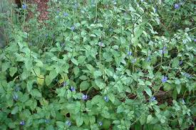 Image result for Stachytarpheta cayennensis