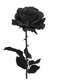 Red Roses On Black Background Png Free Red Roses On Black Background Png Transparent Images 62955 Pngio #blackpink #jisoo #blackpinkjisoo #kpop #theme #dark #cute #aesthetic #black #kimjisoo #jisookim. red roses on black background png