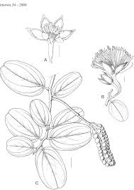 Image result for Helinus spartioides