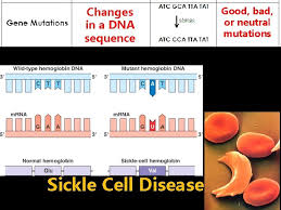 Suchen im zusammenhang mit dna tests Catalyst 1 How Many Total Chromosomes Are In