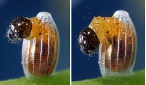 Kết quả hình ảnh cho bướm