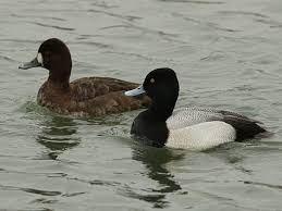 Black Bird With Yellow Belly Ohio Lesser Scaups 4 06 Male And Female Ohio River Moundsville Wv Most Recently March And April 2015 On Short Creek Moundsville Bird Life List Ohio River