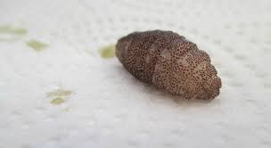 How To Protect Pets From Bot Flies Fleas And Ticks Castle Rock Cocherished Companions Animal Clinic