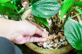 Use eggshells as fertilizer in order to have eggshells be a source of calcium for your plants, they need to be prepared properly. 5 Ways To Use Eggshells In Your Garden