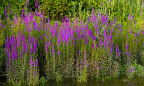 Maybe you would like to learn more about one of these? Invasive Stream And Wetland Plants Pike County Conservation District