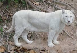Support us by sharing the content, upvoting wallpapers on the page or sending your own background pictures. The Snow White Tigers Of Assam White Tigers The Truth