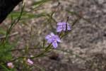 Image result for Moraea natalensis